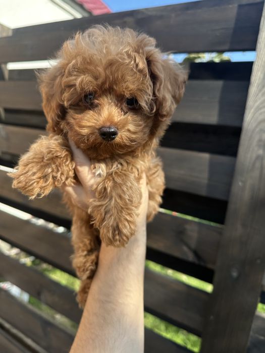 Мальтипу міні хлопчик 2,5 міс