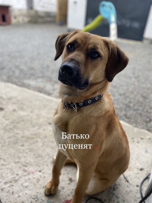 Песики в хороші руки, віддамо собачок, друг сімї