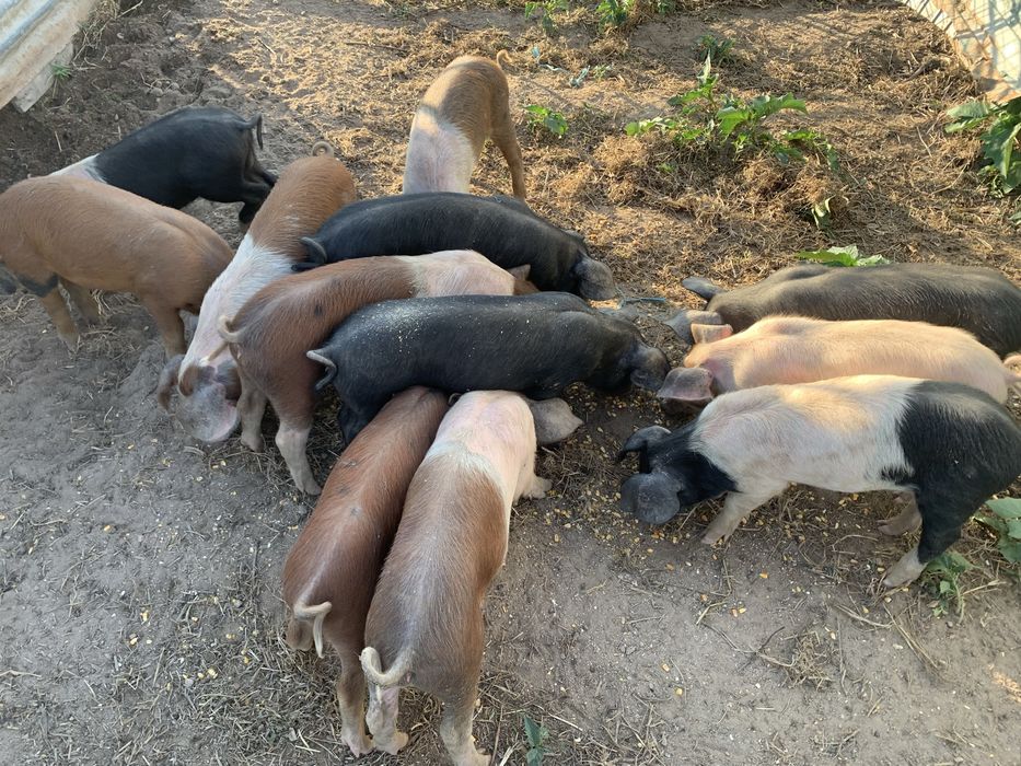 Leitões Bísaro x Duroc