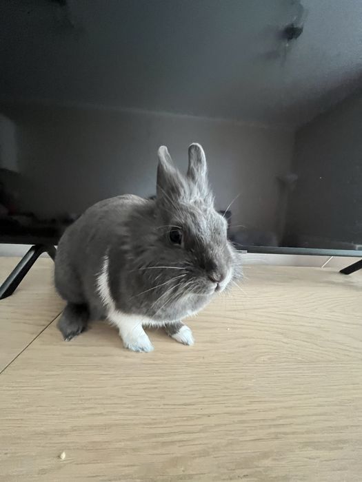 Króliczek miniaturka do sprzedania