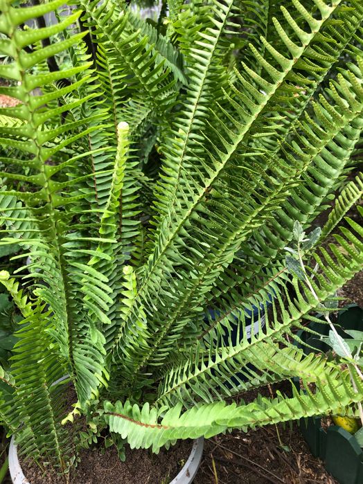 Feto para jardim Nephrolepis cordifolia