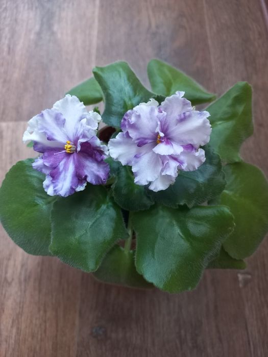 Продам фіалочку Ав сказочні георгіни