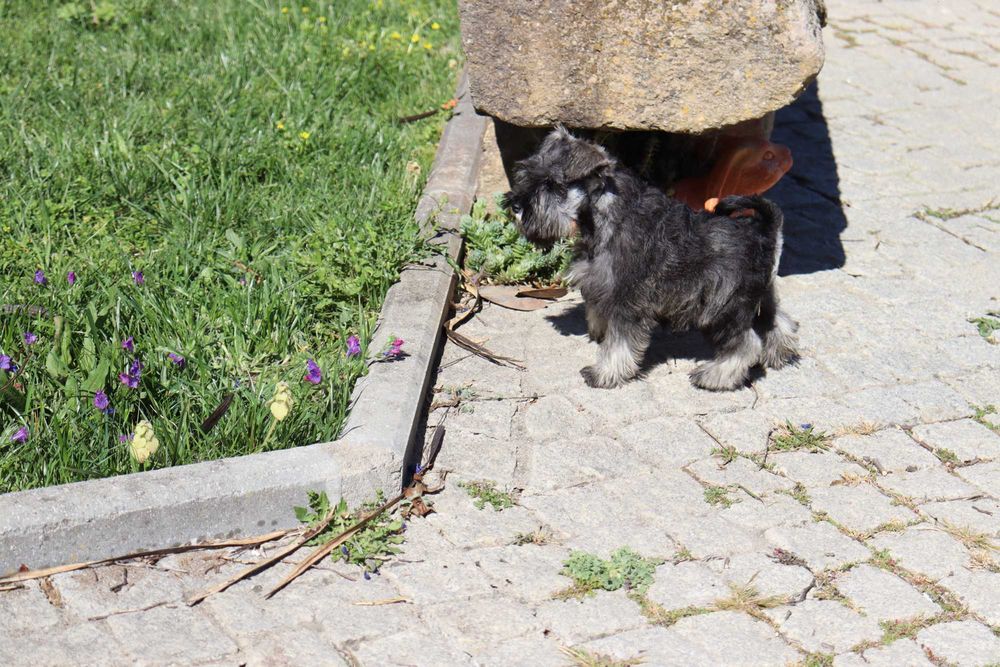 Schnauzer miniatura sal e pimenta com LOP