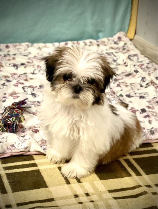 Śliczna miniaturka Shih Tzu- SUCZKA GOTOWA DO ZMIANY DOMKU