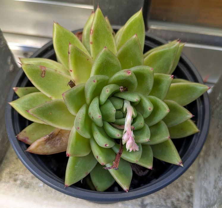 Plantas , catos, suculentas, protea, leucadendro