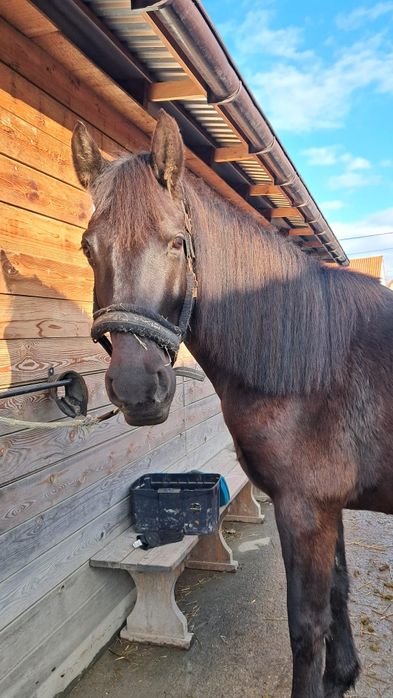 6letnia klacz do ambitnej rekreacji