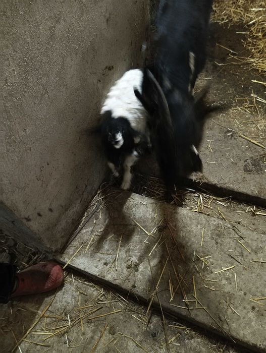 Sprzedam kozę z młodą kózką