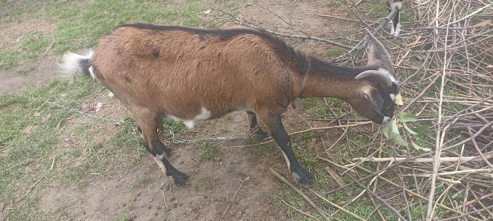 Продам молоденьку кізку