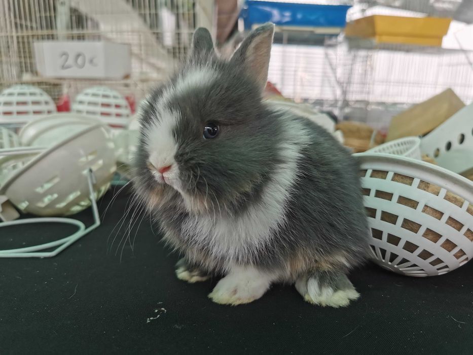 Coelhos anões mini + Gaiola Nova +alimentação adequada