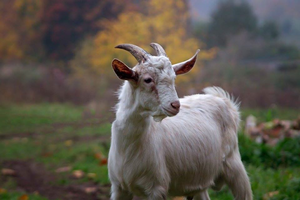 Mleko Kozie i inne kozie przetwory