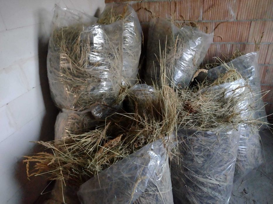 Siano luzem  z 06.2025 roku