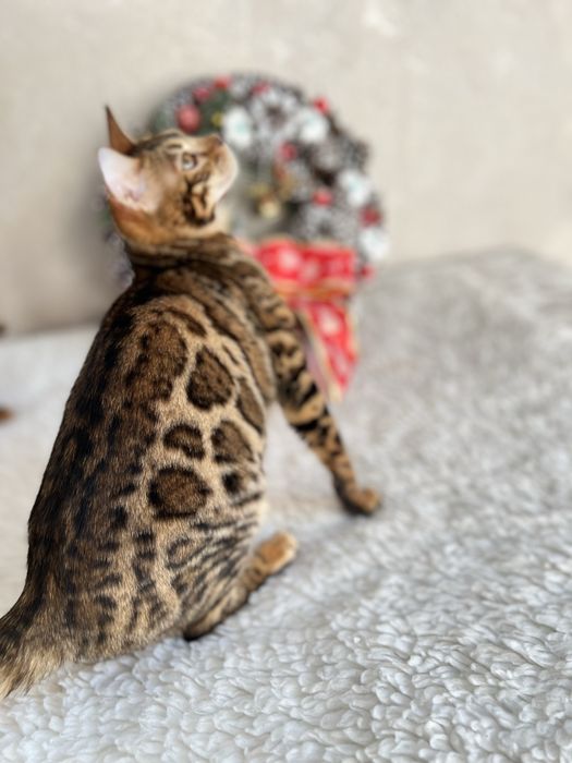 Бенгальська кішечка,2 роки