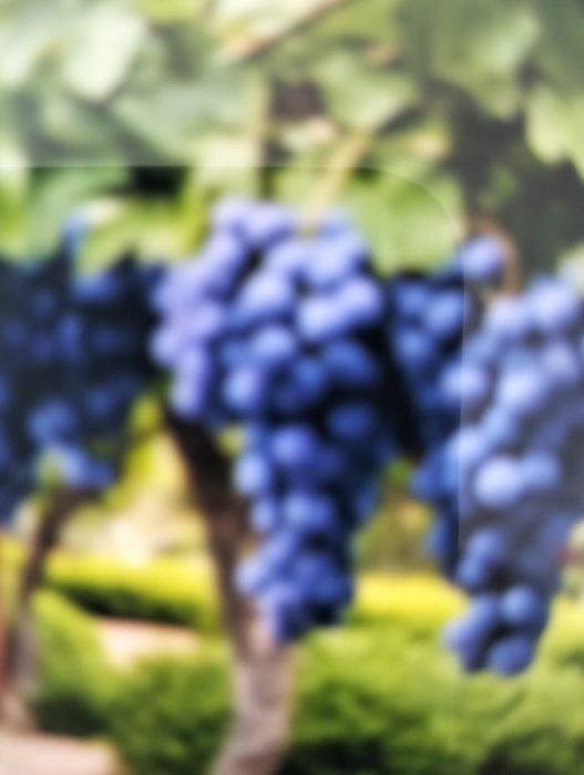 Uvas ainda na ramada