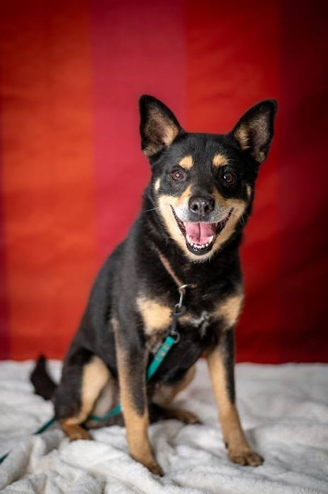 Uratuj psiego seniora przed zimą w schronisku. Mały, czarny kundelek.