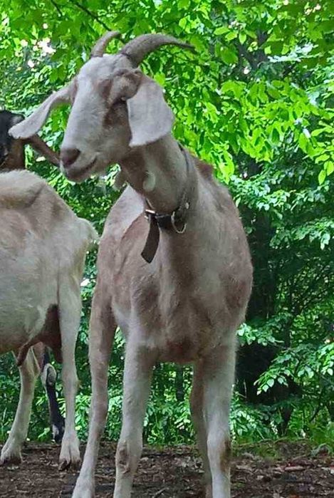 Продається добра коза