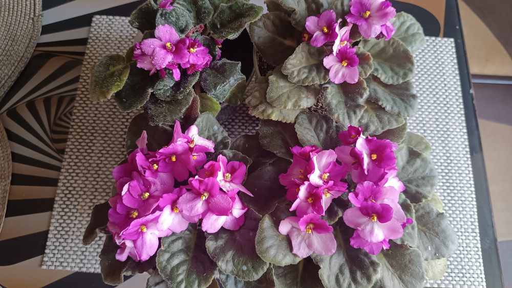 Фіалка сенполія квітуча