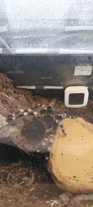 Aacanthoscurria geniculata samica pająk ptasznik