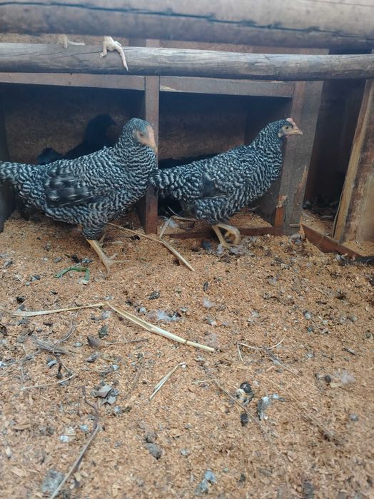 Marans / Plymouth Rock / Ayam Cemani