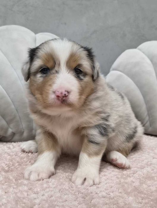 Owczarek Australijski – Piękna Suczka Blue Merle niebieskooka - długi ogonek o imieniu Ajra.