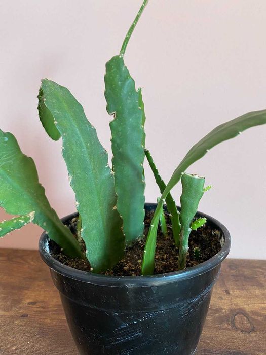 Эпифиллум Марниера, эпифиллум Аккермана