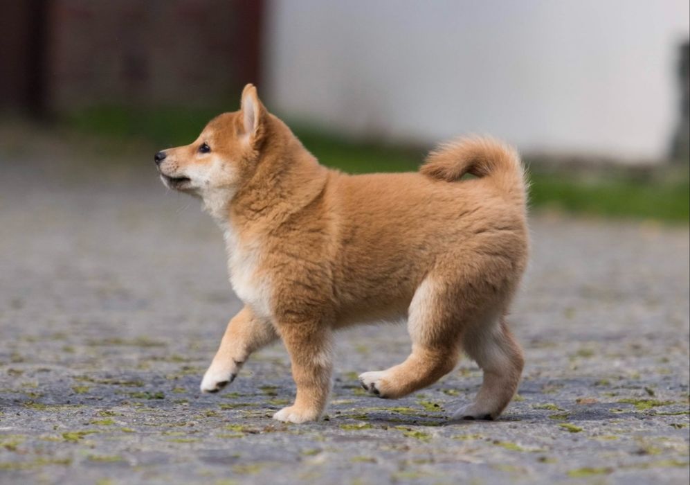 Шиба іну цуценята
