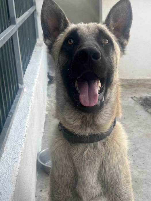 Pastor Belga Malinois