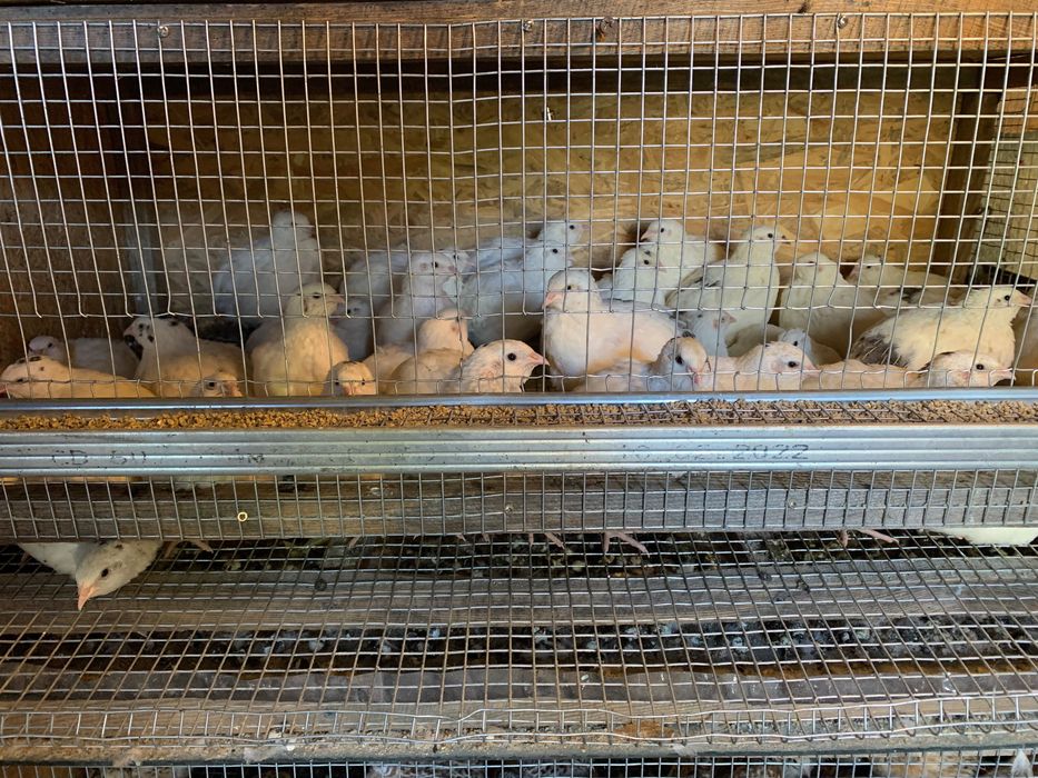 Продам перепілки