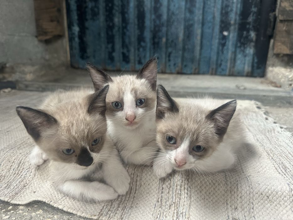 Gatinhos para adocção