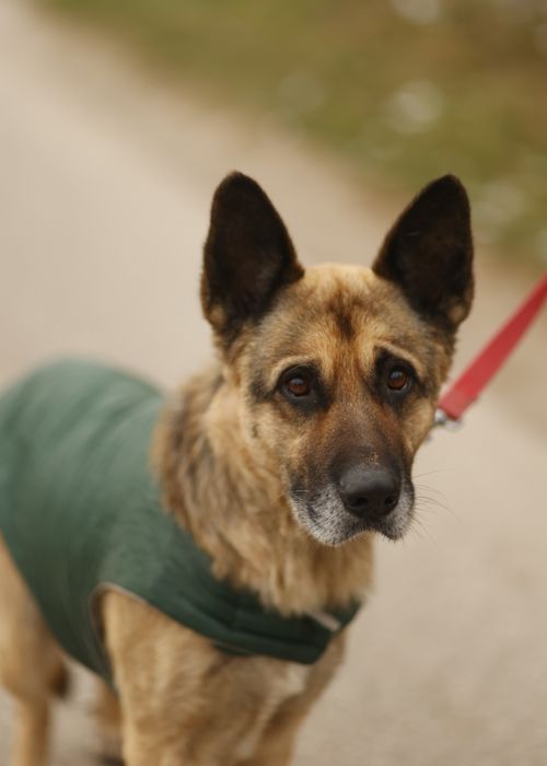Łagodny Mercuś poleca się do adopcji