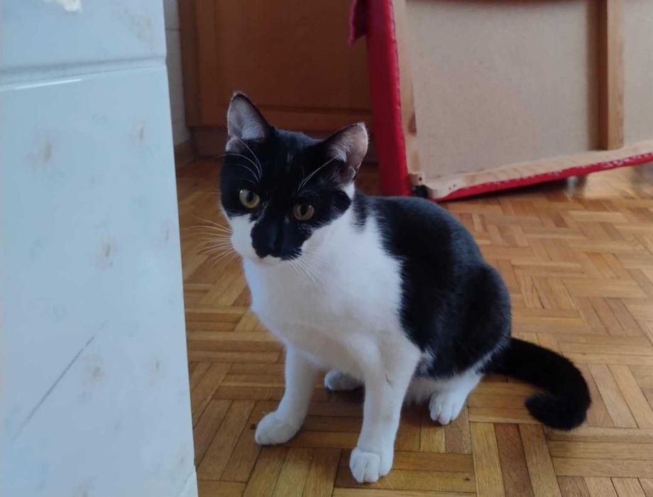 Kocurek szuka kochającego domu - kotek ma ok. 8mcy