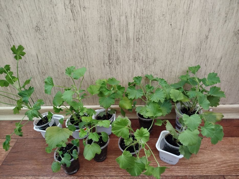 Продам герань сортовая