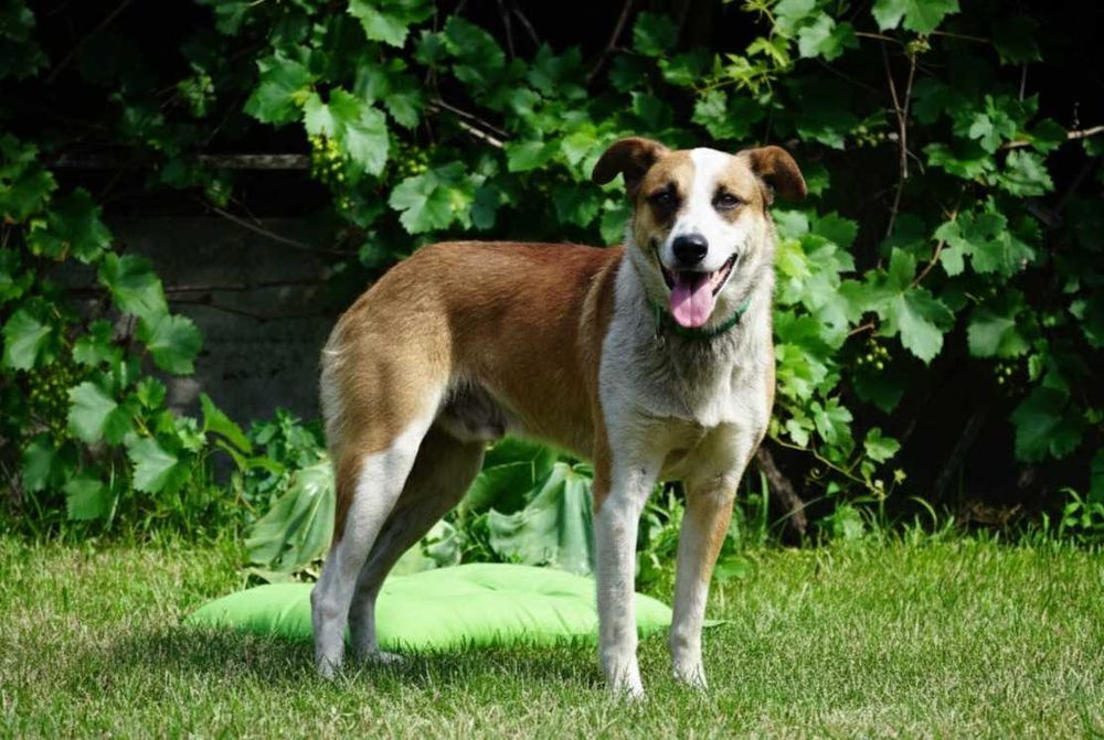 CRUX - duży biało-rudy psiak