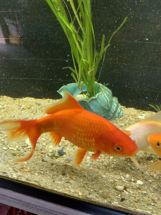 Peixes cometas veu agua fria