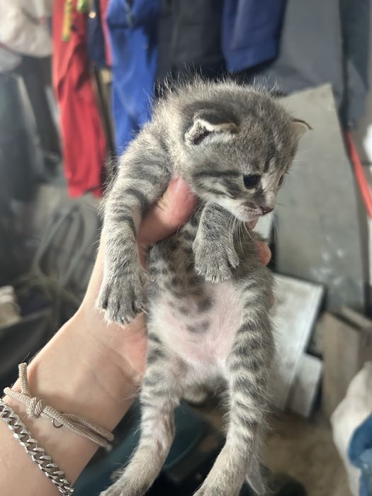 Кошеня, дівчинка