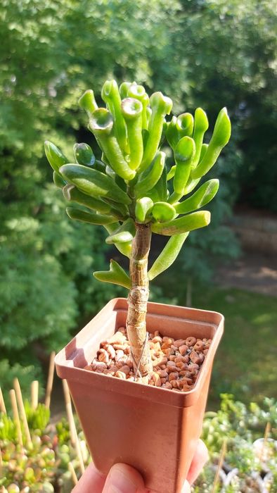 Мирт цветущий на штамбе под бонсай.