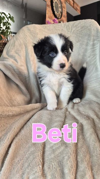 Border collie czarno białe