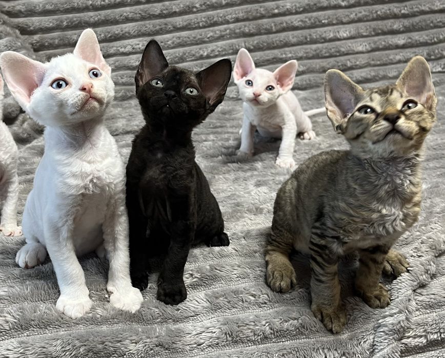 Кошенята Девон рекс/ Devon Rex