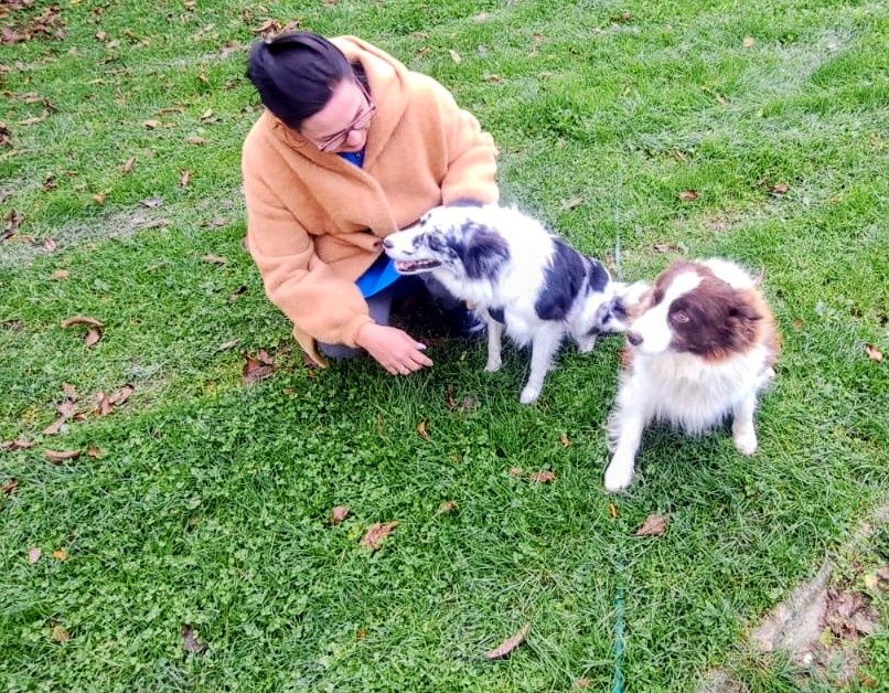 Border Collie szczeniaki