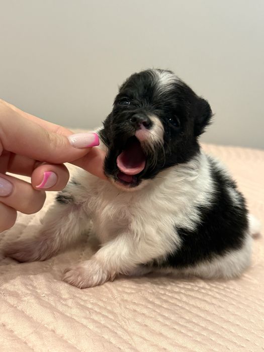 Szpic Miniaturowy Pomeranian