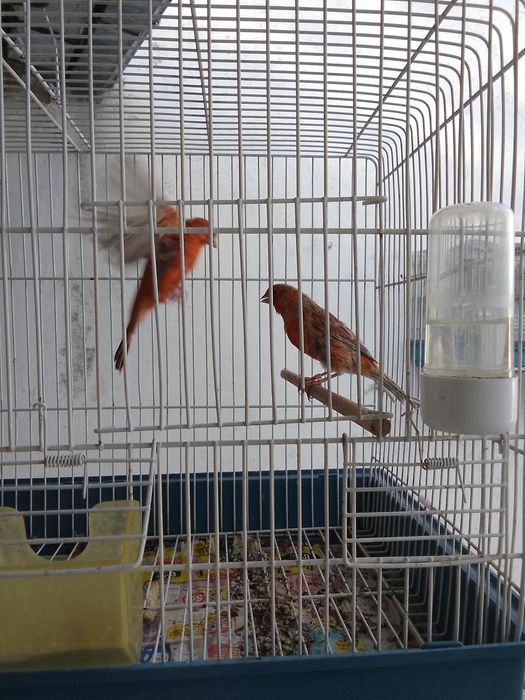 Para dispensar canários alerquim lipocromo e vermelho