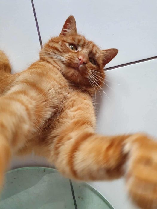 Cudny rudzielec już teraz może dołączyć do Waszej rodziny