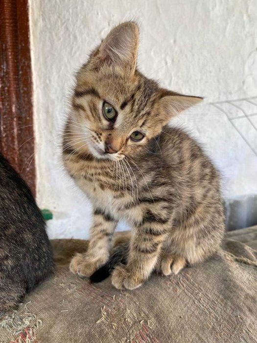 Віддаємо кошеня БЕЗКОШТОВНО