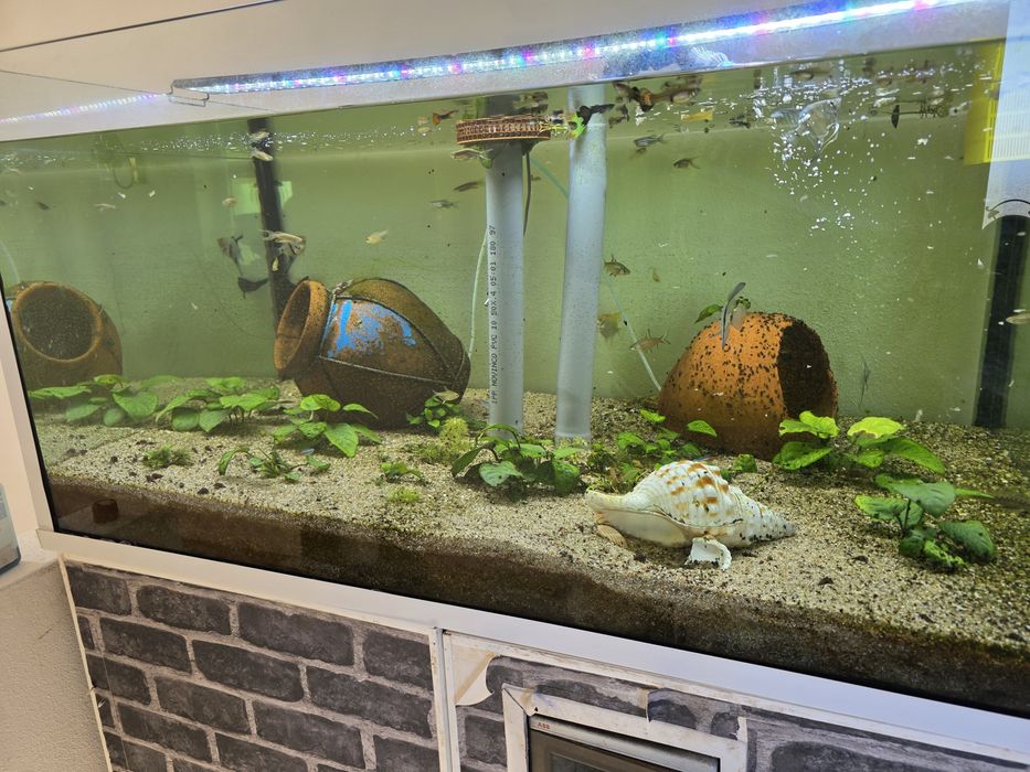 Aquário de 576L+ Movel+sump+ bombas+ termoestatos  etc....