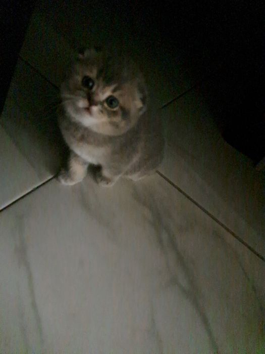 Кошенята шотландські висловухі