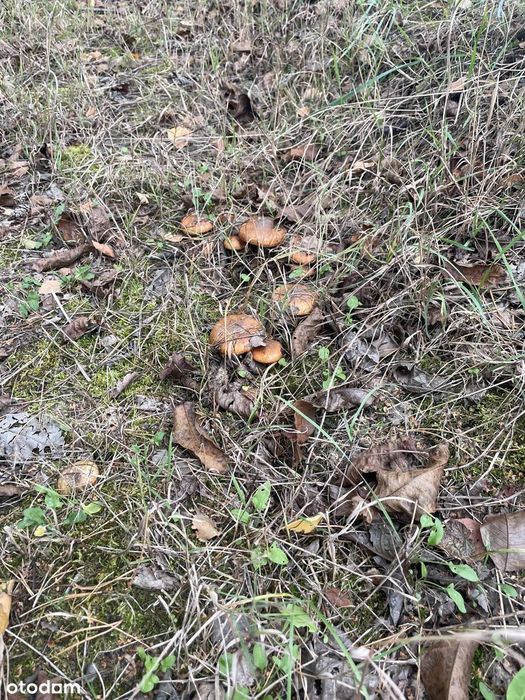 Piękna działka w Szymanówku wśród sosen | Гарна ділянка серед сосен - Widok 3