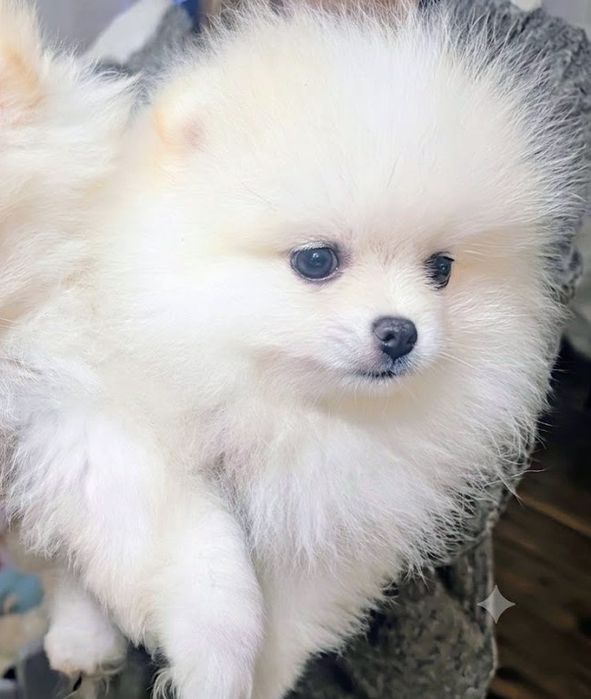 Szpic miniaturowy -pomeranian