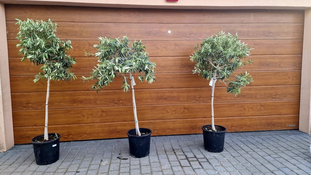 Drzewo oliwne, oliwka europejska