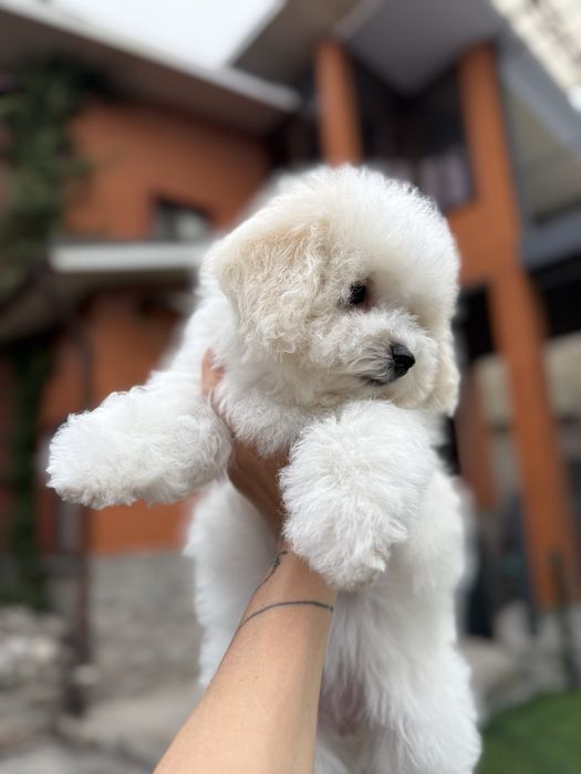 Бішон фрізе / цуценятко