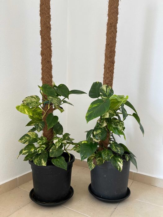 Oportunidade: Plantas Naturais de Interior , tamanho Grande!