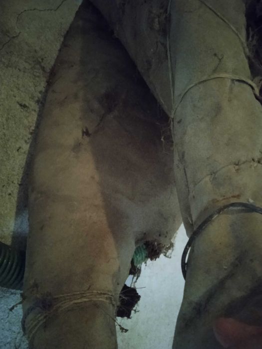 Colar/brunil/molim burro para restauro